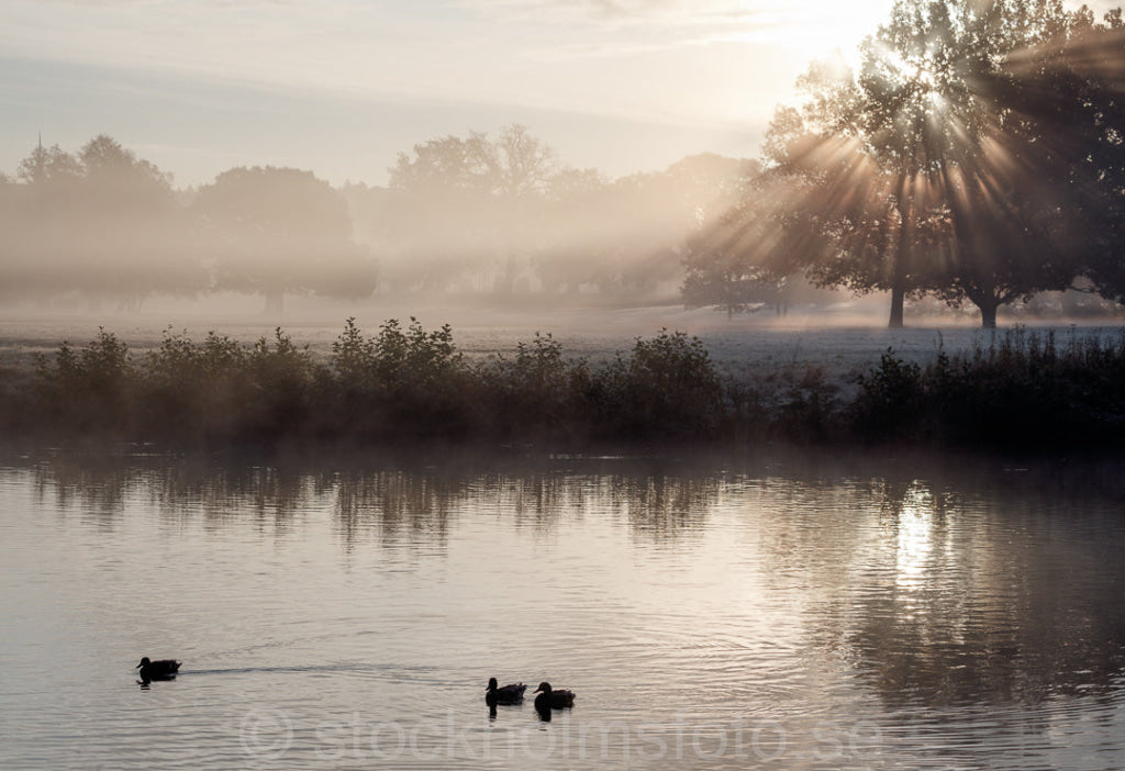 146207 - Vid Drottningholm