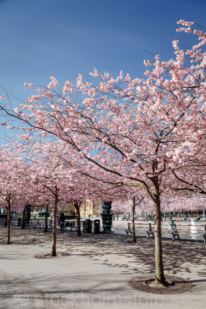 146260 - Körsbärsträd i Kungsträdgården