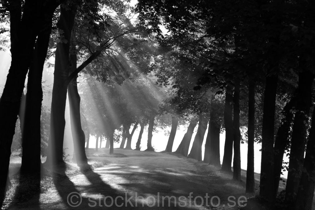 146269 - Morgon vid Djurgårdsbrunn