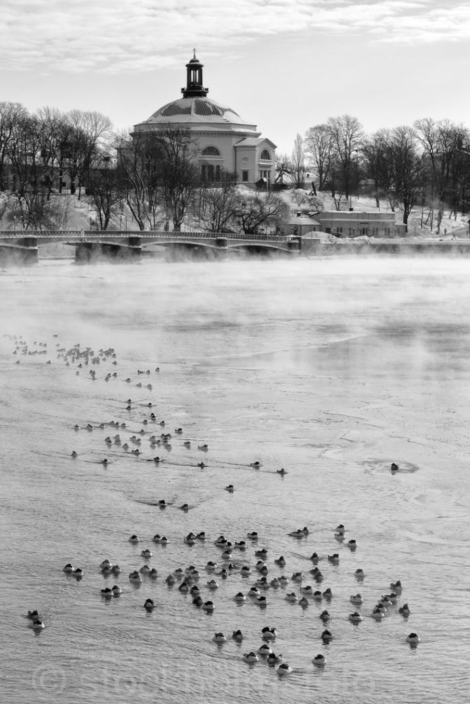 146307 - Vinterfåglar på Strömmen