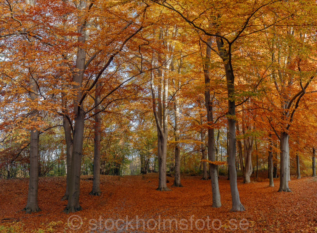 146358 - Bokskog på Djurgården