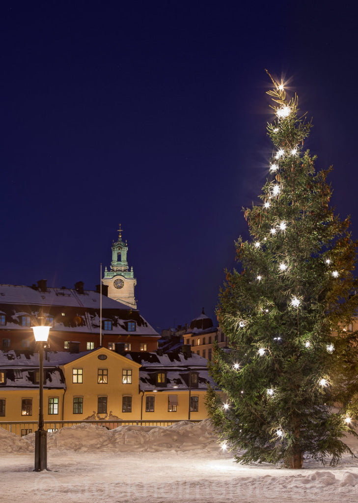 146417 - Julgran på Riddarholmen