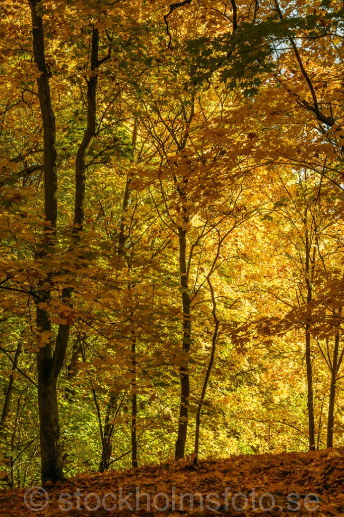 146571 - Höstfärger på Djurgården