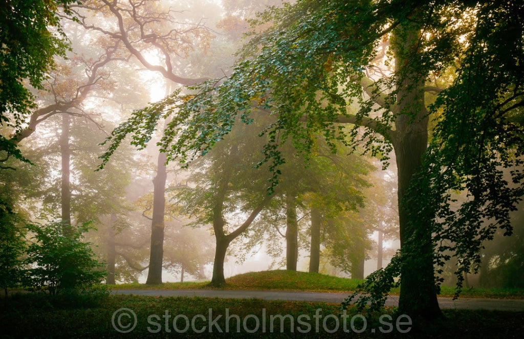 146575 - Lövskog vid Biskopsudden
