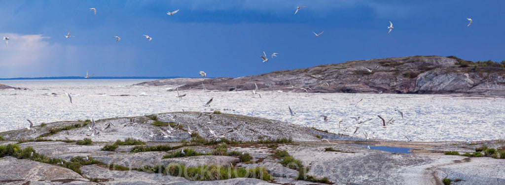 146852 - Måsar och Tärnor vid Huvudskär