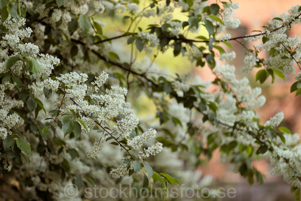 147034 - Blommande Hägg