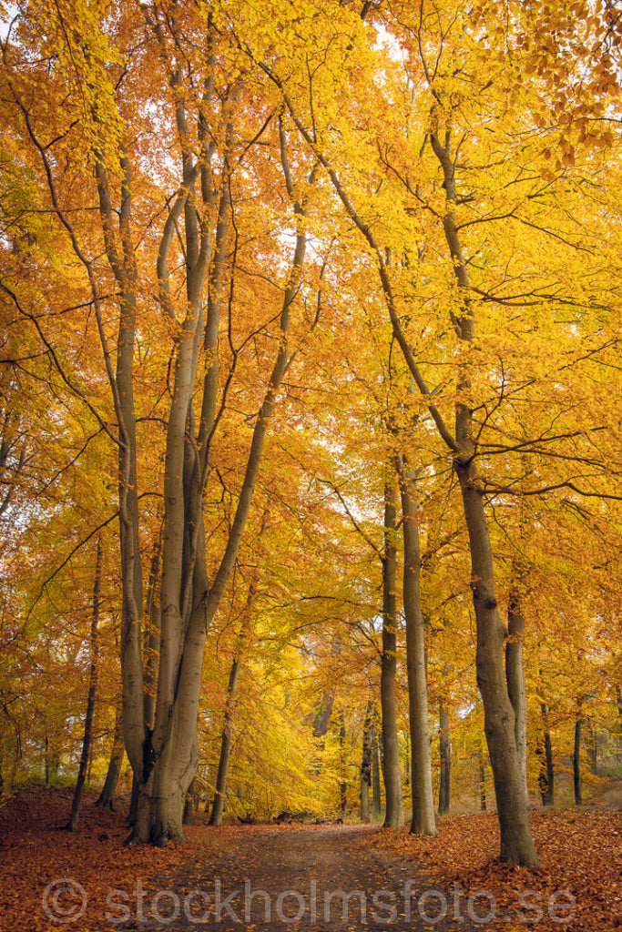147304 - Höst i bokskogen