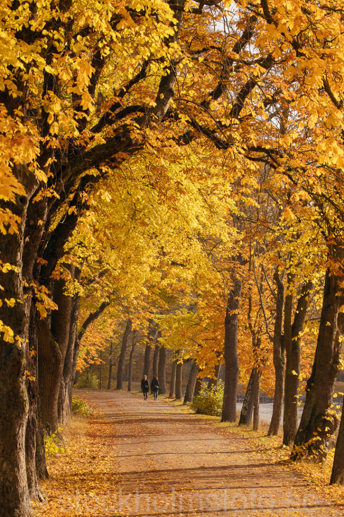 147305 - Höst vid Djurgårdsbrunn