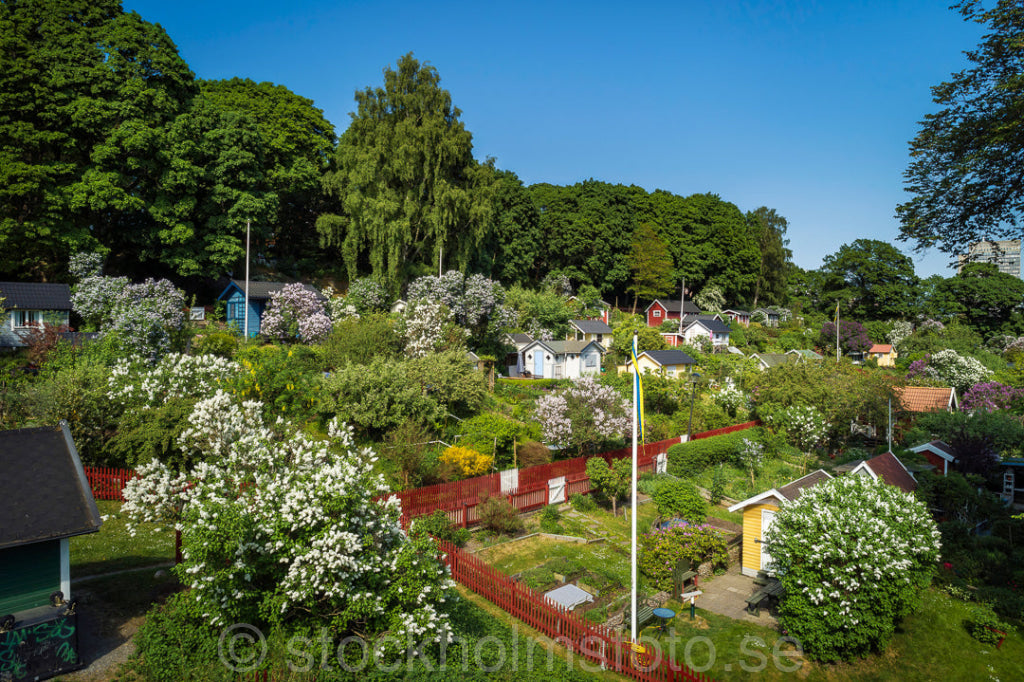 147314 - Kolonilotter på Söder