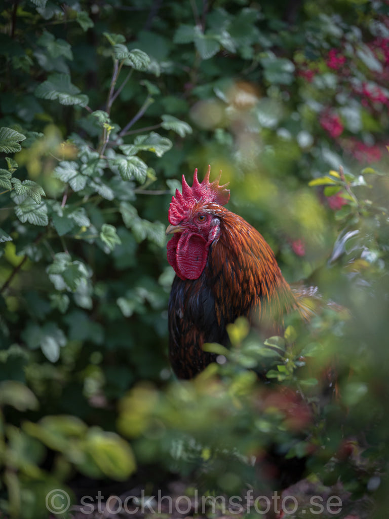 147339 - Tupp på Skansen