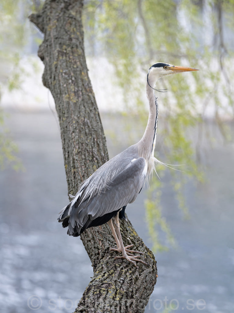 147341 - Häger vid Norrström