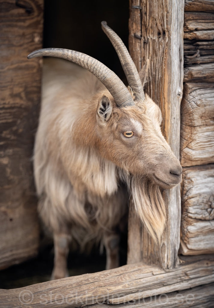 147345 - Get på Skansen