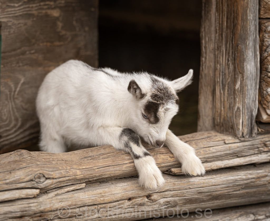 147347 - Killing på Skansen