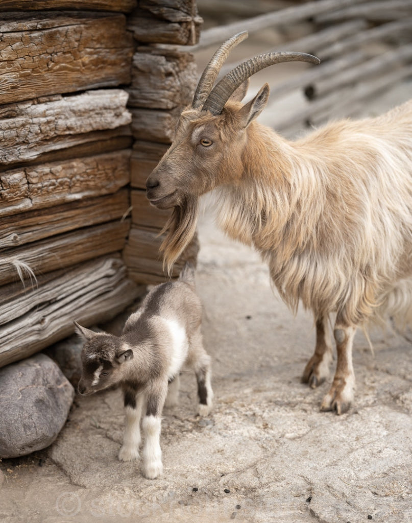 147348 - Getter på Skansen