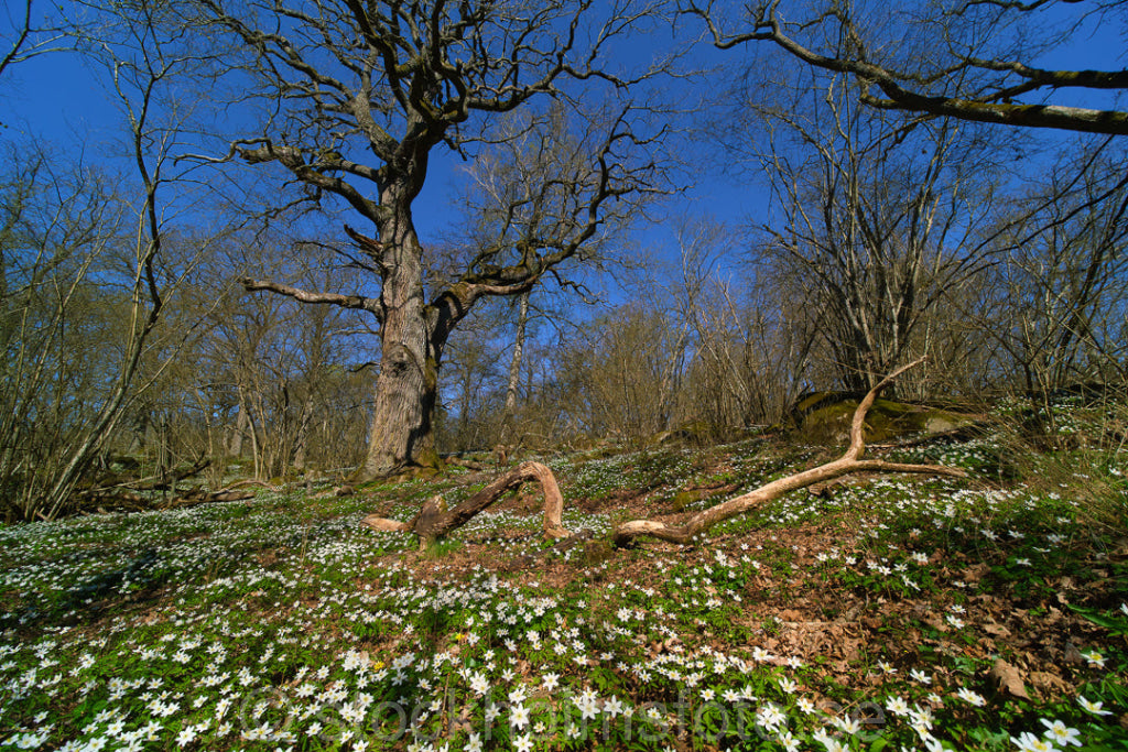 147371 - Blommande vitsippor