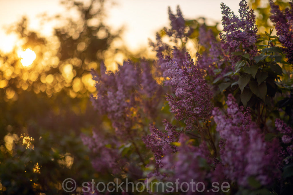 147398 - Blommande syréner