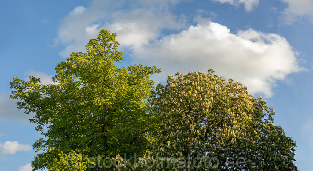 147402 - Alm och Blommande Hästkastanj