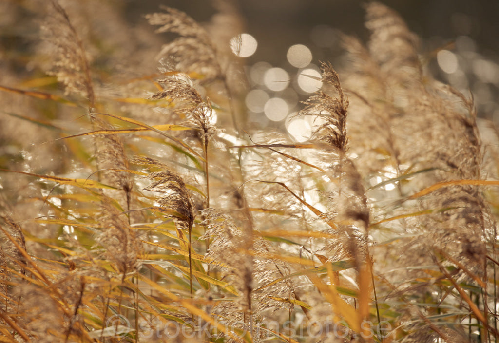 147435 - Höstvass på Djurgården