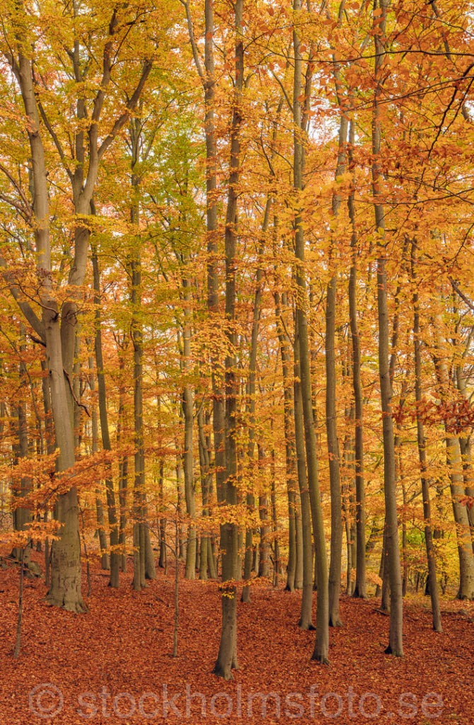 147437 - Bokskog på hösten