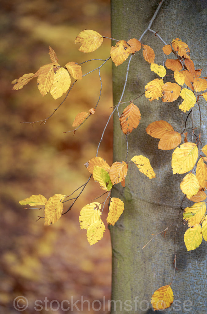 147438 - Bokkvist och stam