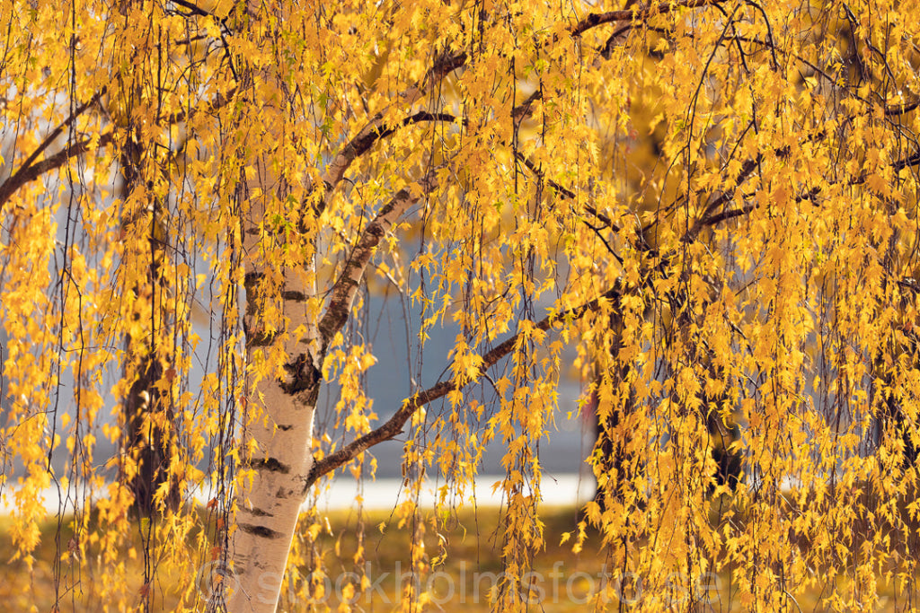 147439 - Björk på hösten