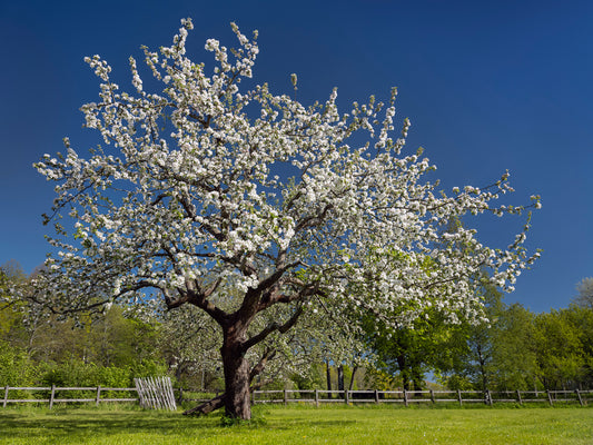 147459 - Äppelträd vid Rosendal