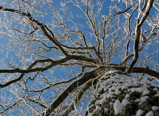 101773 - Frostigt träd