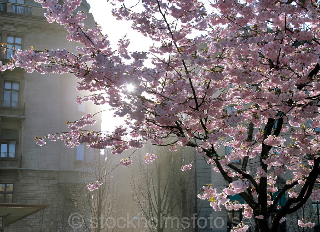 102109 - Blommande Körsbärsträd