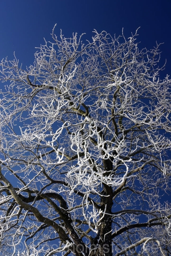106735 - Frostigt träd
