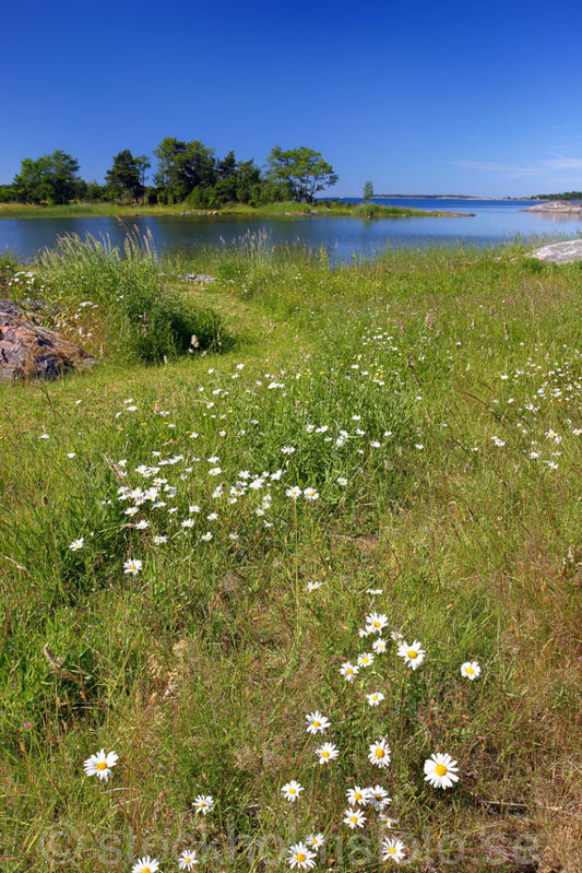 108138 - Havsvik på Singö