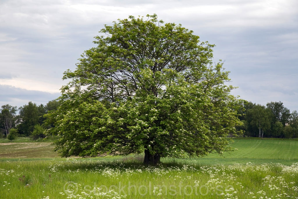 116061 - Träd i landskap
