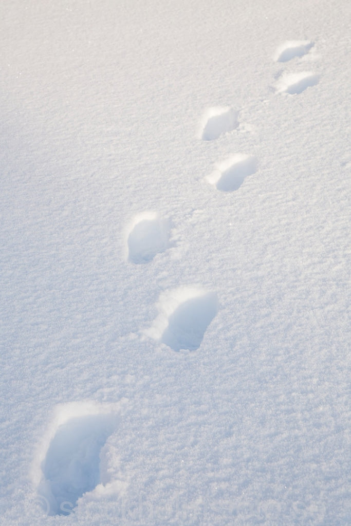 121702 - Fotspår i snö