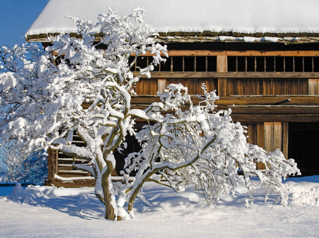 121712 - Snöigt träd