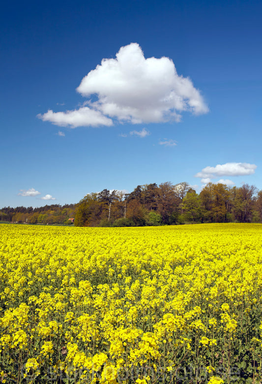 124453 - Blommande Rapsfält