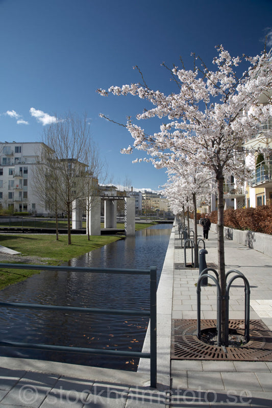 125269 - Blommande träd i Hammarby Sjöstad