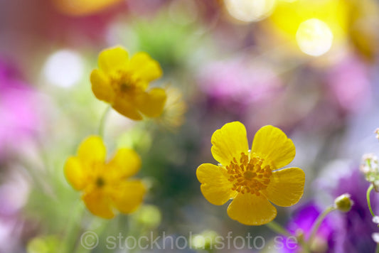 125339 - Sommarblommor