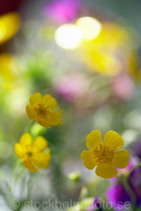 125340 - Bukett med sommarblommor