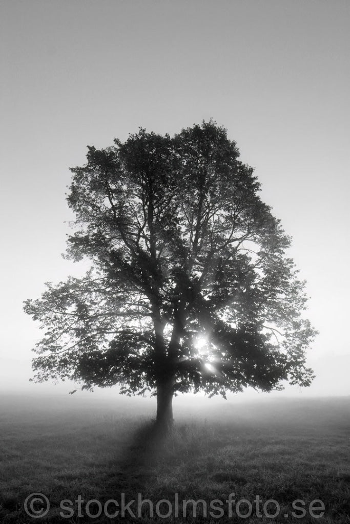 125504 - Träd i dimma