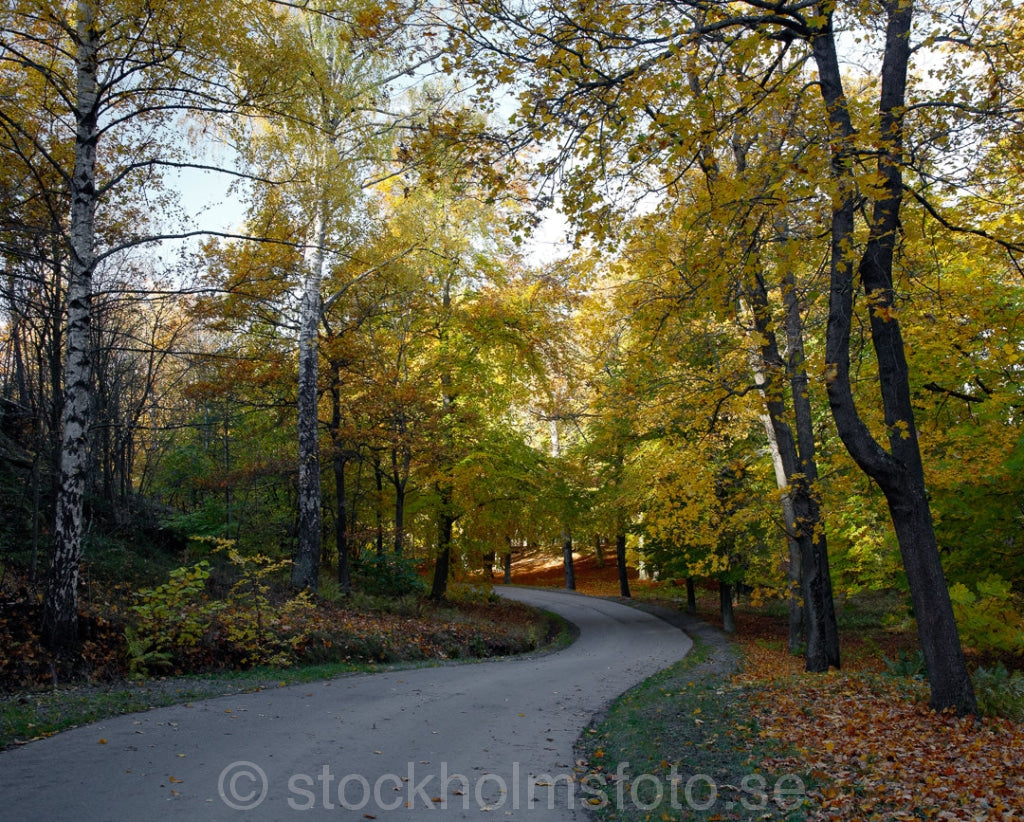127335 - Skogsväg på Djurgården