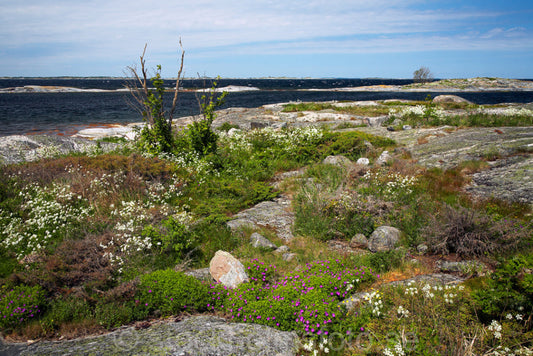 129287 - Försommargrönska i ytterskärgård