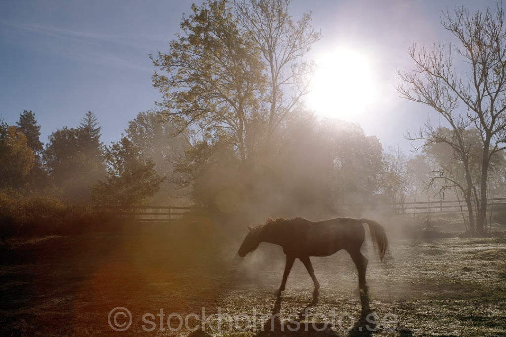 129325 - Häst i dimma