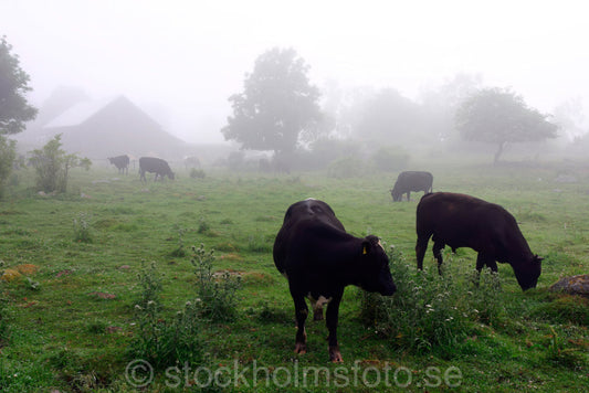 129338 - Tjurar i hage