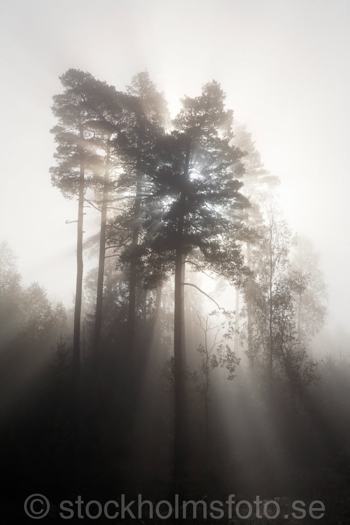 134583 - Skog i dimma