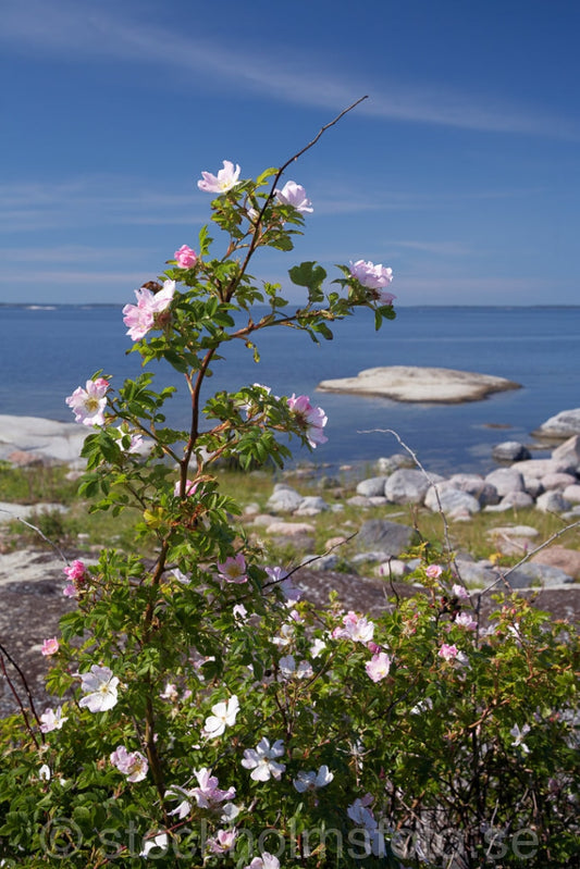 135901 - Rosenbuske vid havet