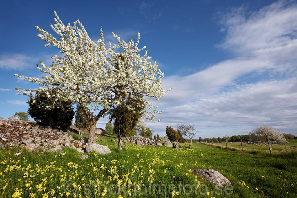 135968 - Blommande fruktträd