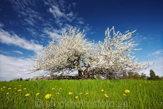 136166 - Blommande fruktträd