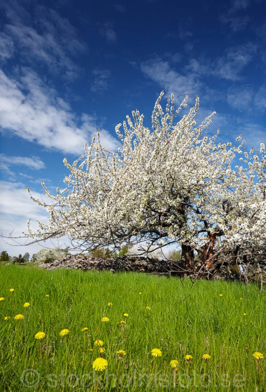 136167 - Blommande fruktträd