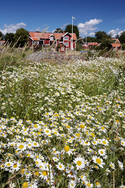 136233 - Blomsteräng i Svartlöga by