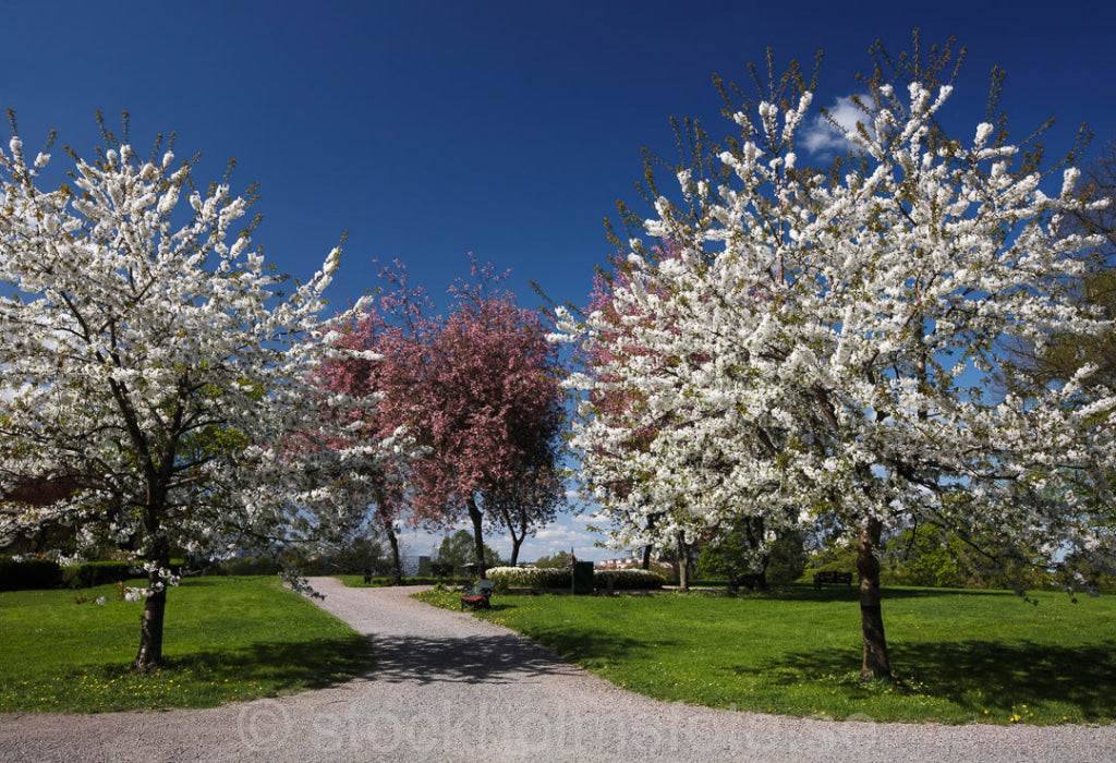 136262 - Fruktträd vid Rosendals värdshus