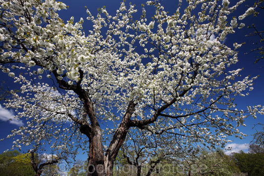 136263 - Blommande Bigaråträd